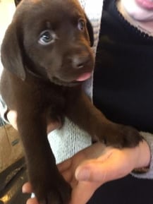 Conors Puppy-1